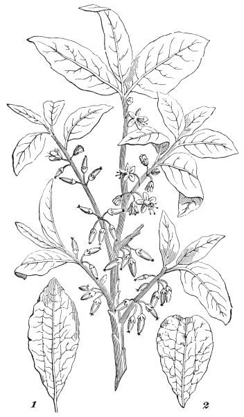 OUTLINE OF COCA PLANT