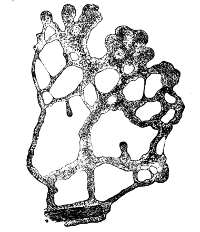 Myxomycete individuals
united to form a plasmodium.
