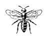 Halictus
quadricinctus.