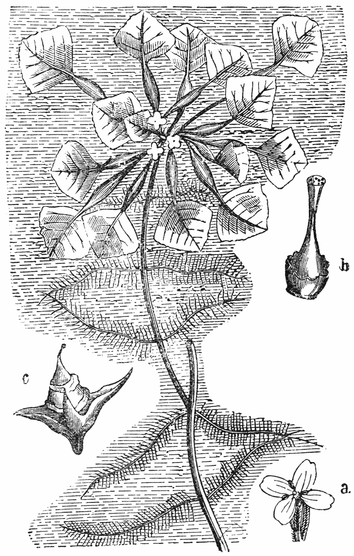 Waternoot (Trapa natans)
a. bloem, b. stamper, c. vrucht.
(naar Solotnitzky).