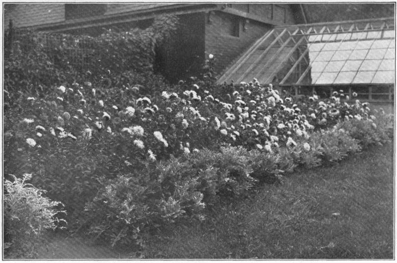 XVI: The flower-garden of China asters with border, one
of the dusty millers (_Centaurea_).