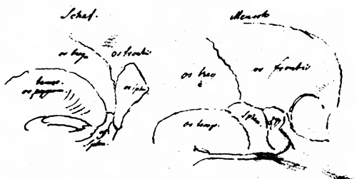 Zeichnung: Goethe