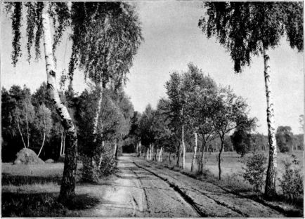 Birkenweg in der Mark