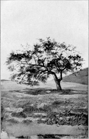 Wilder Apfelbaum in Norddeutschland