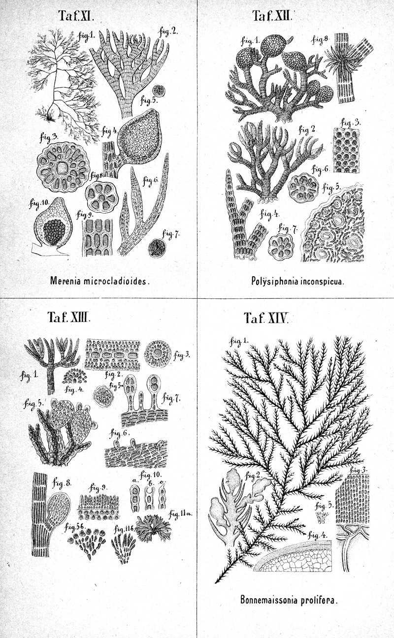 Taf. XI. – Taf. XIV