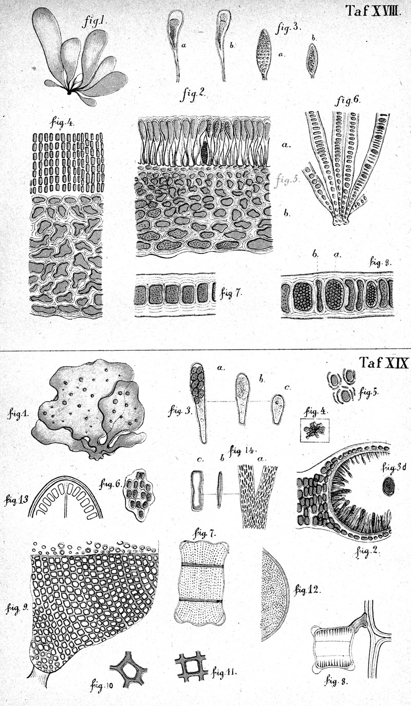 Taf. XVIII. – Taf. XIX.