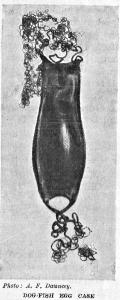 [Illustration: <i>Photo: A. F. Dauncey</i>.  DOG-FISH EGG CASE]