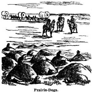 Prairie Dogs