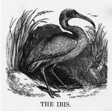 THE IBIS