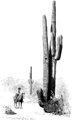 THE CANDELABRA CACTUS--CEREUS GIGANTEUS.