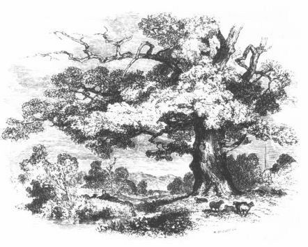 The Old Oak