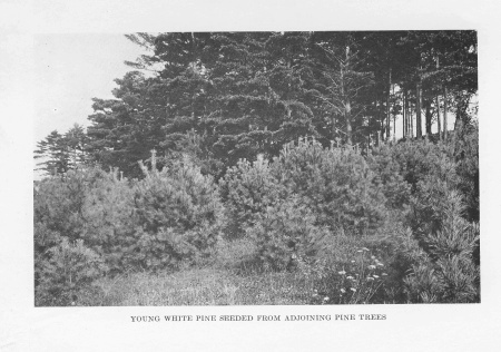 Young White Pine Seeded from Adjoining Pine Trees