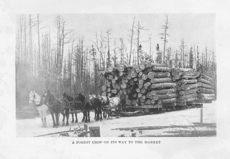 A Forest Crop on Its Way to the Market