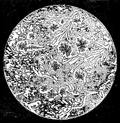  SECTION OF INDIAN TABASHEER, SEEN WITH A MAGNIFYING POWER OF 250 DIAMETERS.