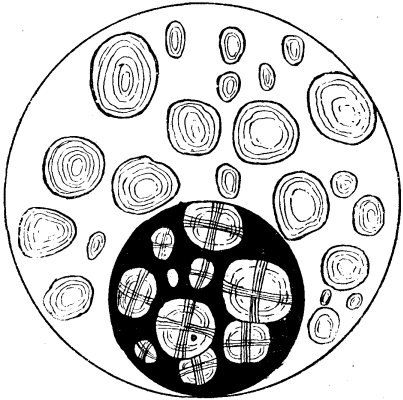 WHEAT STARCH