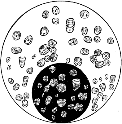 TAPIOCA STARCH