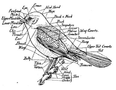 Outside Parts of a Bird. 