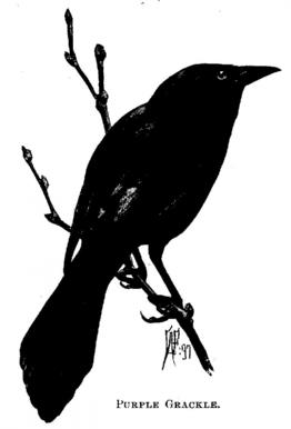 Purple Grackle 