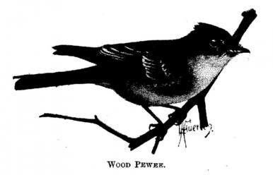 Wood Pewee. 