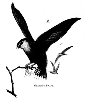 Chimney Swift. 