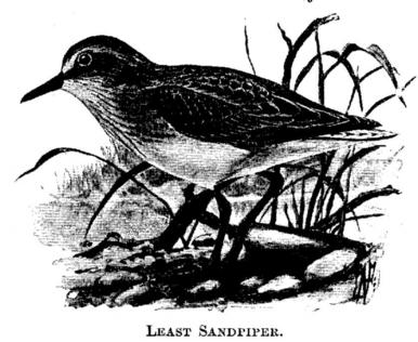 Least Sandpiper. 