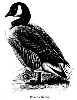 Canada Goose 