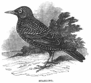 Starling.