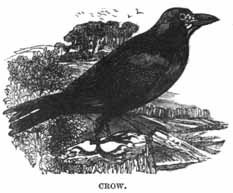 Crow.