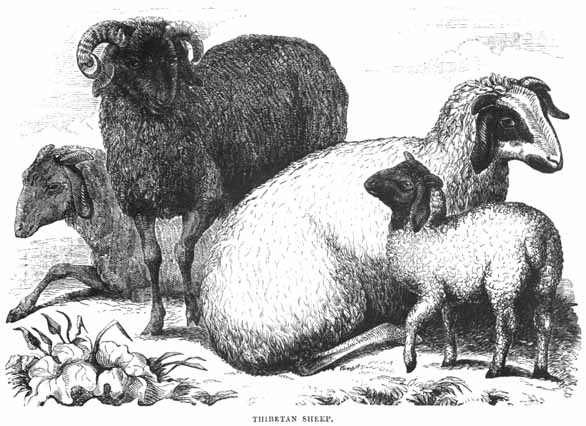 Thibetan Sheep.