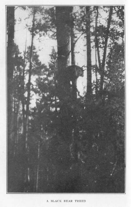 A Black Bear Treed 