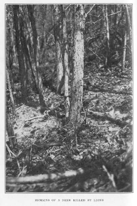 Remains of a Deer Killed by Lions 