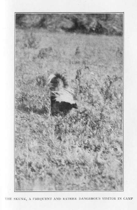 Skunk, a Frequent and Rather Dangerous Visitor in Camp 