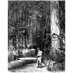 Lumbering in Washington Territory-Preparing Logs