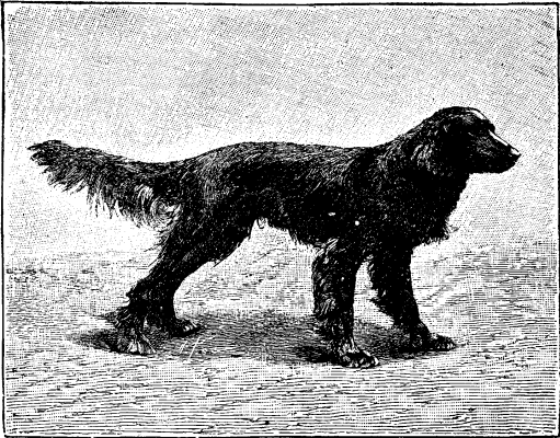 FIG 5.--GORDON SETTER.