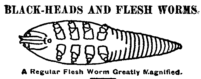 Black Heads and Flesh Worms: A Regular Flesh Worm Greatly Magnified.