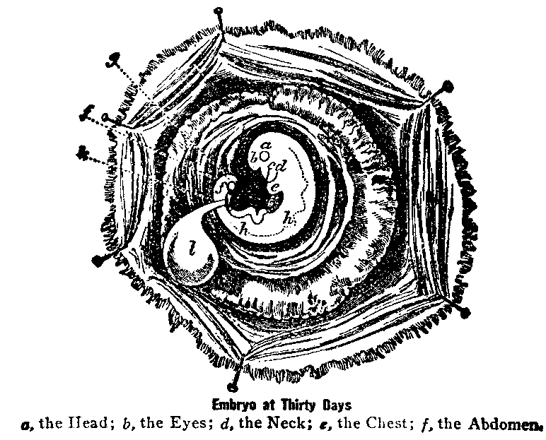 Embryo at Thirty Days