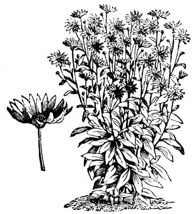  HELIANTHUS RIGIDUS (SYN. HARPALIUM RIGIDUM).