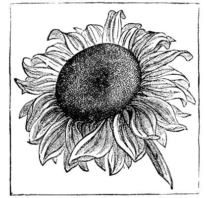  FLOWER OF HELIANTHUS ANNUUS.