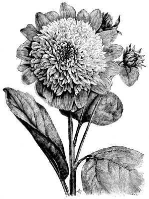  HELIANTHUS MULTIFLORUS FL-PL.