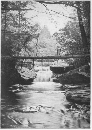 A Trout Stream