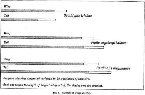 FIG. 3.—Variation of Wings and Tail.