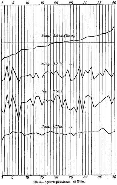 FIG. 5.—Agelaeus phoeniceus. 40 Males.