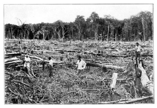 Samoa: A New Clearing for Cacao.