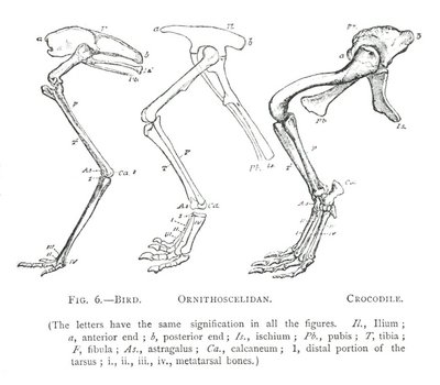 FIG. 6.—BIRD. ORNITHOSCELIDAN. CROCODILE.