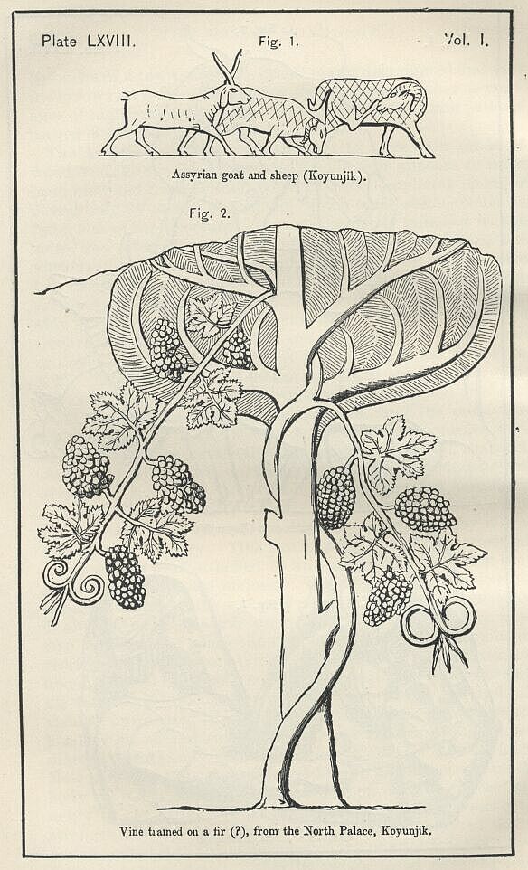 Plate 68 