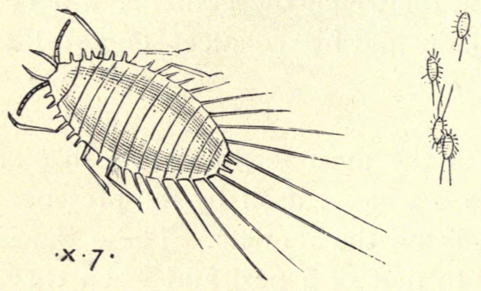 [Illustration: Mealy Bug]