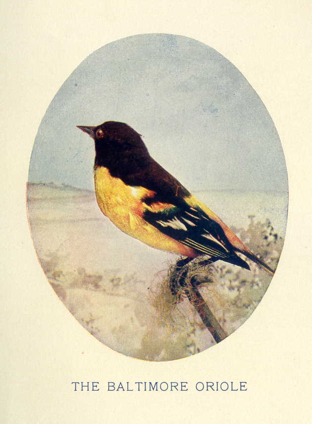 The Baltimore Oriole