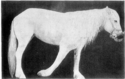 Fig. 22—A chronic case of contraction of both flexor tendons of the phalanges. In this case (presented at a clinic of the Kansas City Veterinary College) because of long continued contraction of the flexors, which prevented weight being supported with any degree of comfort, there resulted a partial paralysis of the extensors, and consequently the extremity was dragged on the ground.