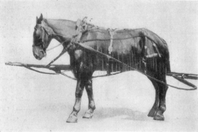 Fig. 32—''Pointing''—the position assumed by horse having unilateral navicular disease.