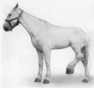 Fig. 38—Chronic quittor, left hind foot. Showing position assumed because of painfulness of the affection.